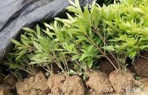 高度30厘米春鹃