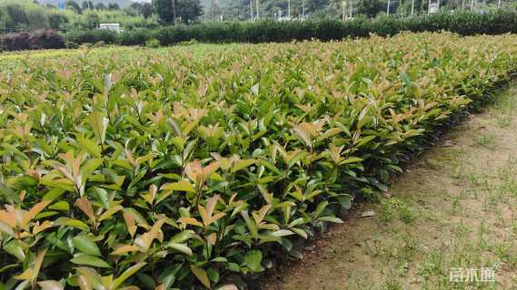 高度30厘米红叶石楠小苗