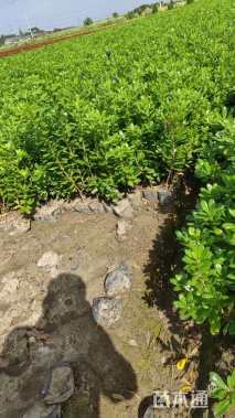 高度40厘米海桐