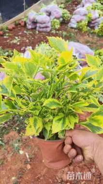 高度25厘米金边假连翘