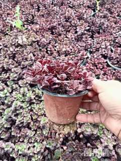 高度10厘米红景天