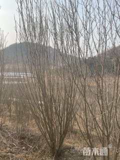 高度150厘米丛生木槿