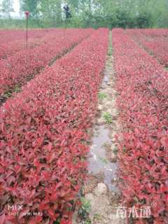 冠幅1厘米红叶石楠球