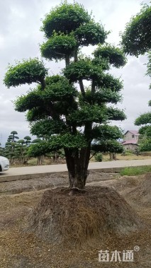 40公分造型椤木石楠