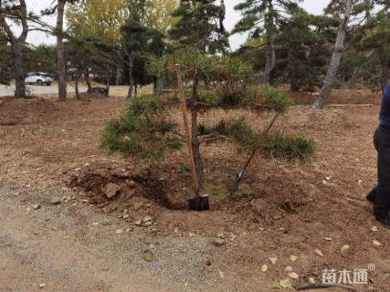 15公分造型油松