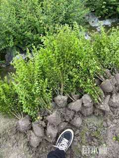 高度50厘米毛叶丁香