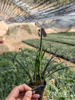 高度20厘米麦冬