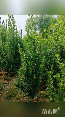 高度120厘米北海道黄杨