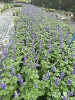 高度30厘米蓝霸鼠尾草