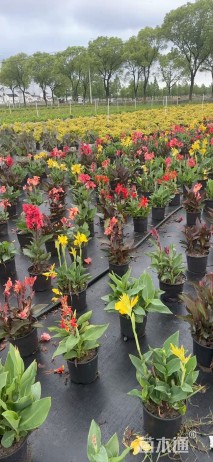 高度20厘米美人蕉