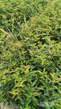 高度40厘米红叶石楠小苗