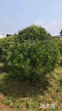 冠幅300厘米白皮松球