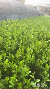 高度30厘米瓜子黄杨