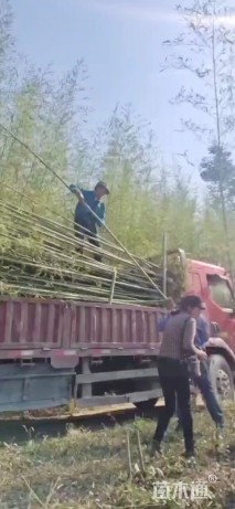 地栽苗雷竹