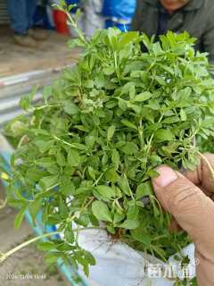 高度15厘米姬岩垂草