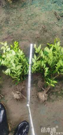 高度60厘米金森女贞