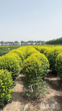 冠幅60厘米金叶女贞球