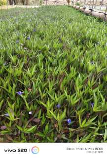 高度30厘米翠芦莉