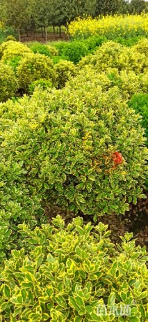 高度120厘米金边黄杨