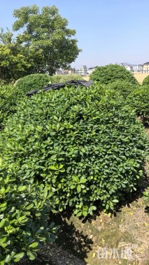 冠幅120厘米海桐球