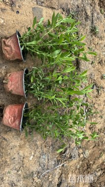 高度20厘米紫菀