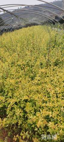 高度25厘米大花六道木