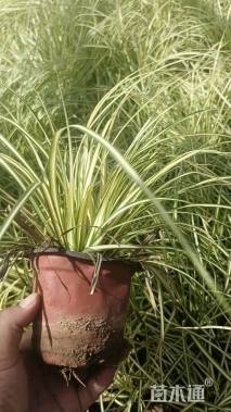 高度30厘米金叶苔草