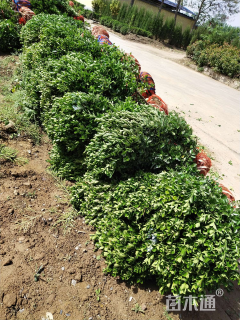 冠幅100厘米大叶黄杨球