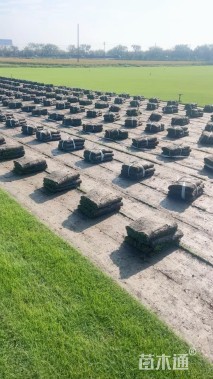 草卷状百慕大草