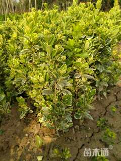 高度40厘米金边黄杨