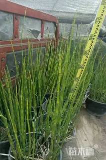 高度10厘米灯心草