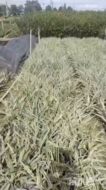 高度20厘米山管兰