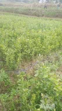 高度40厘米柑橘小苗