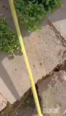 高度35厘米小叶黄杨