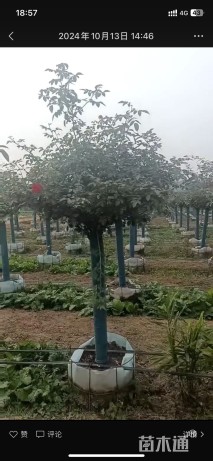 12公分树状月季