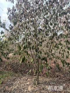 8公分香港四照花