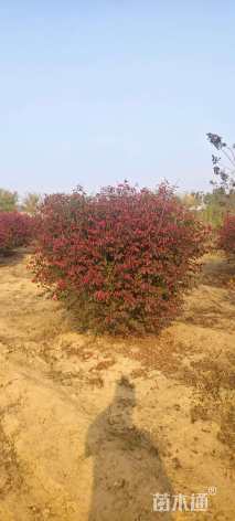 高度80厘米火焰卫矛