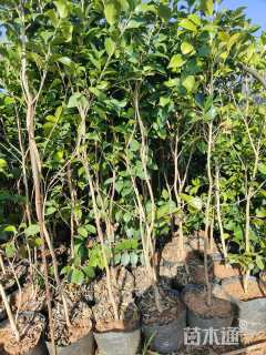 高度80厘米茶花