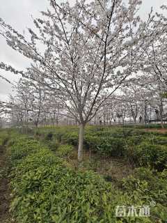 15公分染井吉野樱