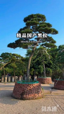 高度200厘米黑松