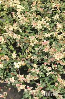 15厘米花叶络石