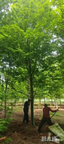 16公分美国红枫