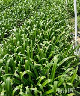 高度30厘米蜘蛛兰