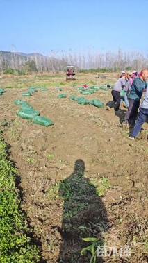 高度8厘米玉龙草