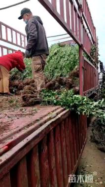 高度100厘米北海道黄杨