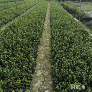 高度15厘米茶梅