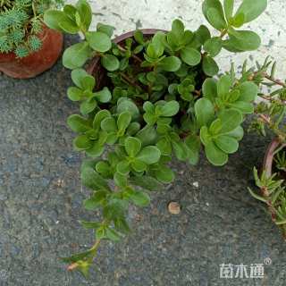 高度8厘米半枝莲