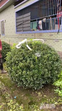 冠幅100厘米海桐球