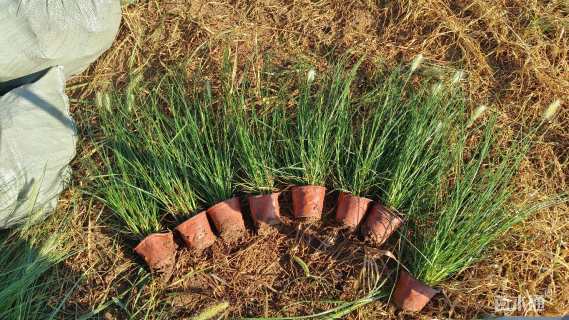 高度40厘米小兔子狼尾草