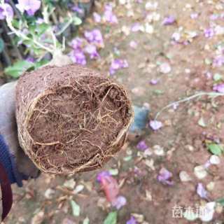 高度38.45厘米三角梅